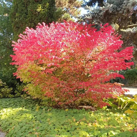 Apartmán Panoramic *