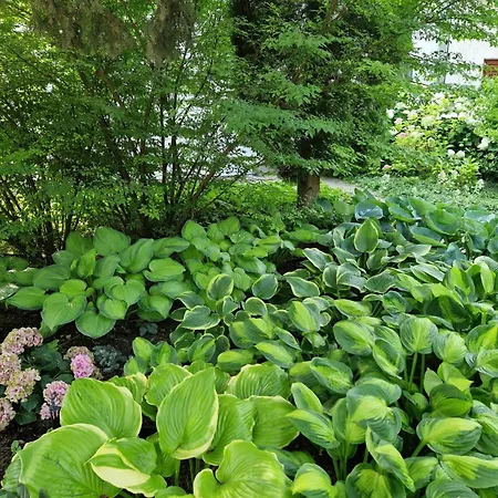 Apartment Panoramic Balatonvilagos